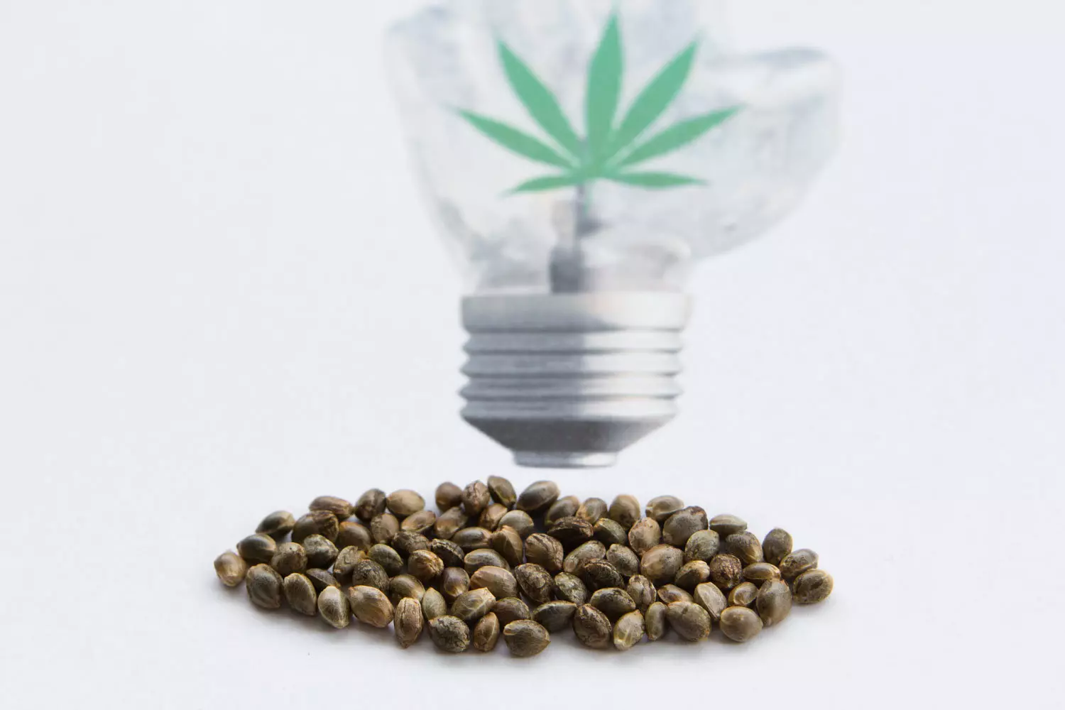 All about auto-flowering marijuana seeds