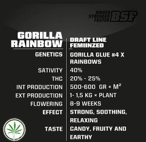 gorilla rainbowinfo