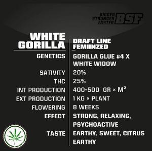 white gorillainfo